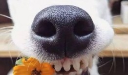 娱乐吃瓜君狗狗,揭秘娱乐圈宠物的趣味生活