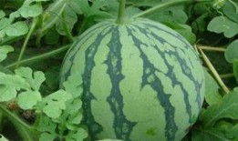 西瓜爆料泰蜜视频,泰蜜视频揭秘，精彩瞬间不容错过