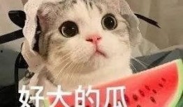 最近很火的网红吃瓜,一场娱乐圈的狂欢盛宴