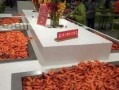 养殖对虾爆料视频播放,视频播放背后的养殖秘密大曝光