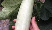 最近很火的网红吃瓜,一场娱乐圈的狂欢盛宴