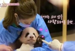 娱乐大爆料熊猫,熊猫明星的幕后故事大揭秘