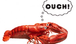 爆料小龙虾测评视频大全,美味与品质一网打尽