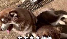 范哥爆料老鼠视频播放,惊悚老鼠视频引发网友热议