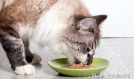 猫咪免费吃瓜视频下载,萌宠欢乐时光尽享