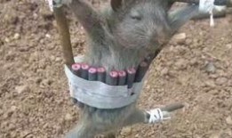 范哥爆料老鼠视频播放,惊悚老鼠视频引发网友热议