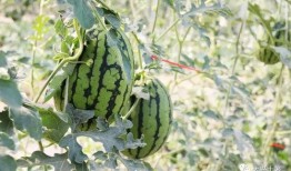 景区吃瓜网红,揭秘网红美食背后的故事