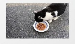 猫咪免费吃瓜视频下载,萌宠欢乐时光尽享